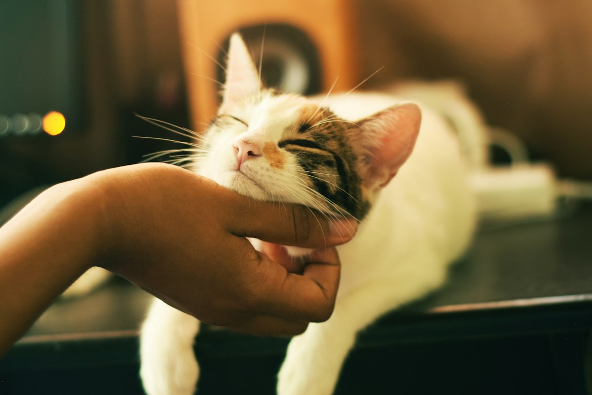 Cat relaxing at home