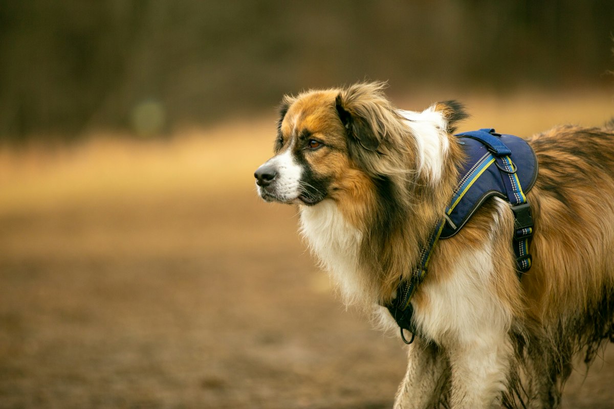 Dog wearing a harness outdoors
